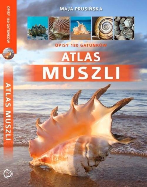 Atlas muszli