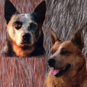 Australian Cattle Dog