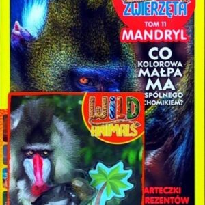 Dzikie Zwierzęta 11 Mandryl