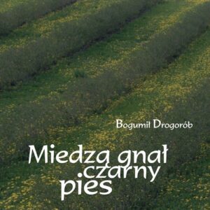 Miedzą gnał czarny pies