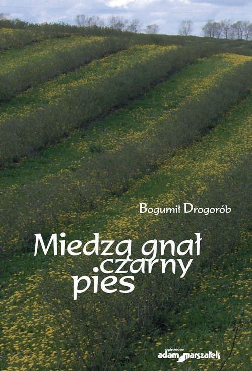Miedzą gnał czarny pies
