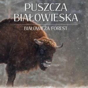 Puszcza Białowieska. Ostatnia puszcza Europy
