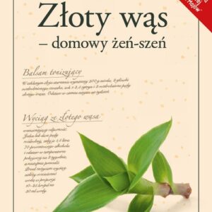 Złoty wąs - domowy żeń-szeń